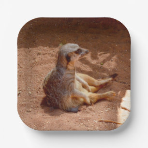 Plato De Papel Fotografía sentada en Meerkat, placas de papel
