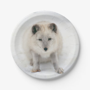 Plato De Papel Fox ártico