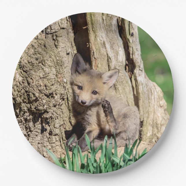 Plato De Papel Fox Kit en el Valle de Hudson (Anverso)