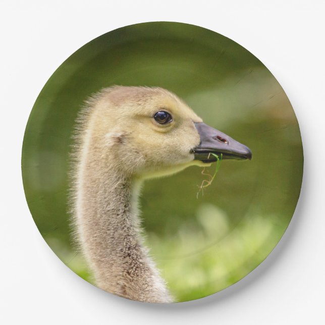 Plato De Papel Ganso Canadiense (Gosling) (Anverso)