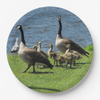 Gansos de Canadá en la hierba por la placa de