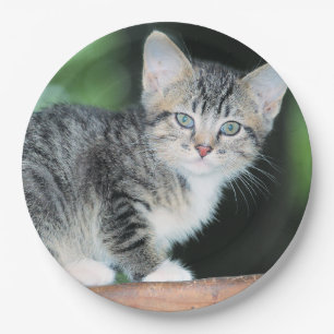 Plato De Papel Gatito