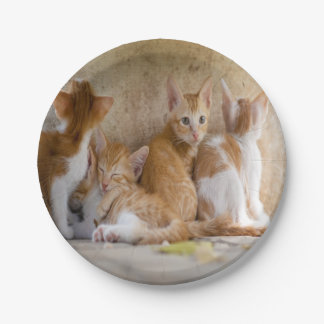 Plato De Papel Gatito atigrado naranja y blanco/Agrega la foto de