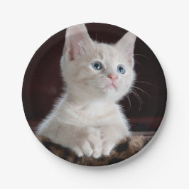 Plato De Papel Gatito blanco vulnerable