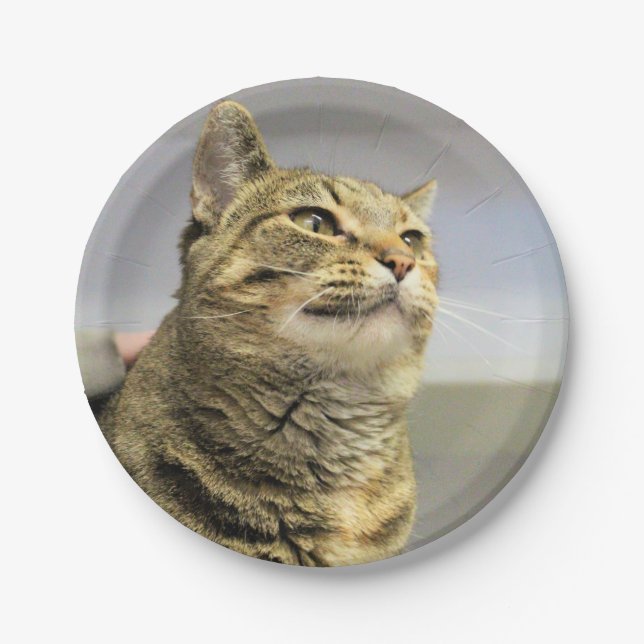 Plato De Papel Gato (Anverso)