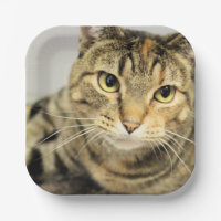 Gato