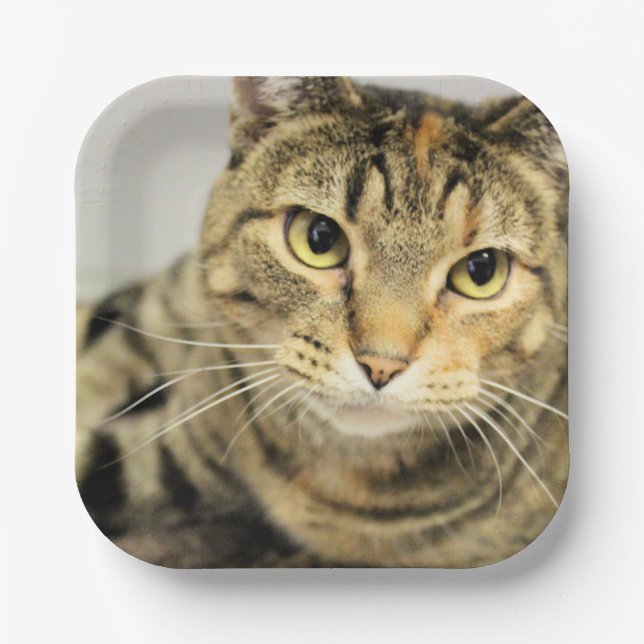 Plato De Papel Gato (Anverso)