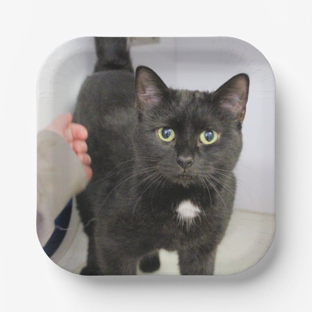 Plato De Papel Gato (Anverso)