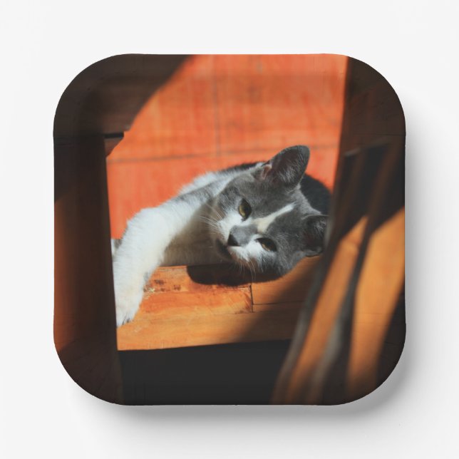 Plato De Papel Gato (Anverso)