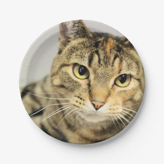 Plato De Papel Gato (Anverso)