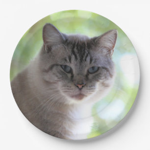Plato De Papel Gato