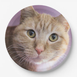 Plato De Papel Gato