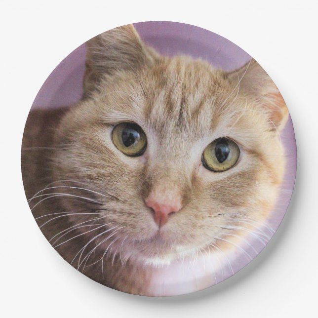 Plato De Papel Gato (Anverso)