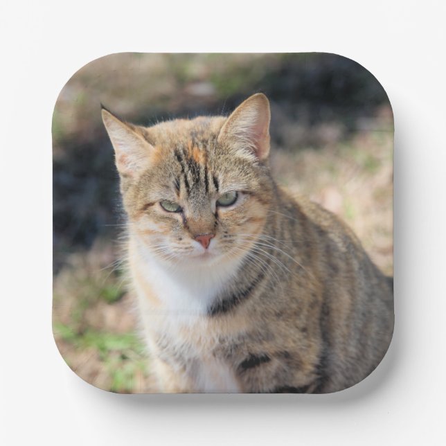 Plato De Papel Gato (Anverso)