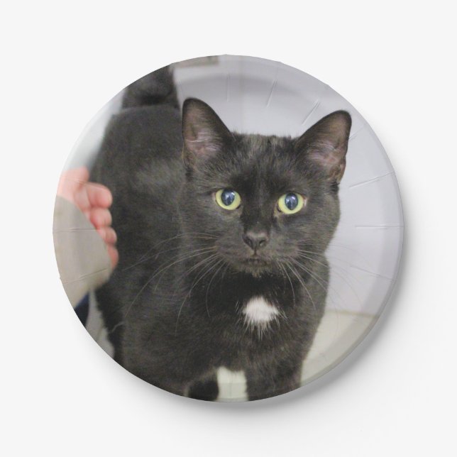 Plato De Papel Gato (Anverso)