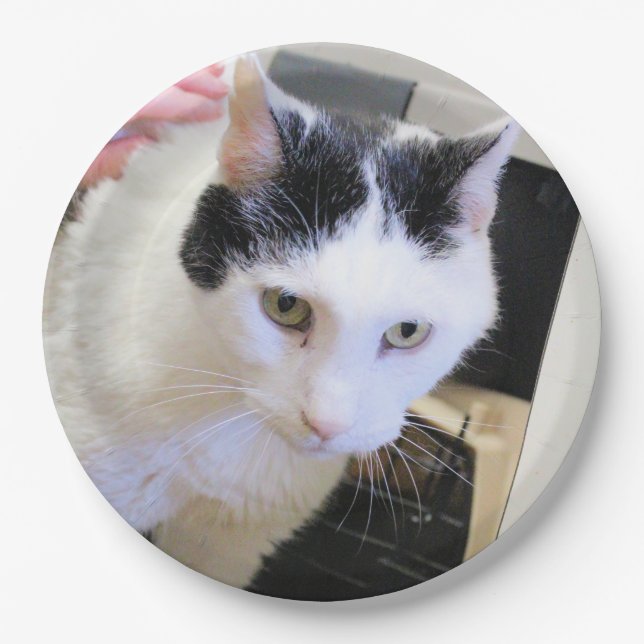 Plato De Papel Gato (Anverso)