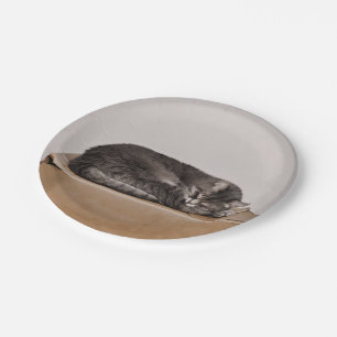 Plato De Papel Gato De Pestaña Gris Durmiendo En Caja