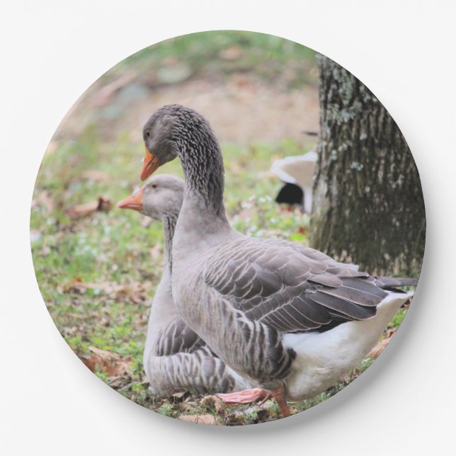 Plato De Papel Geese (Anverso)