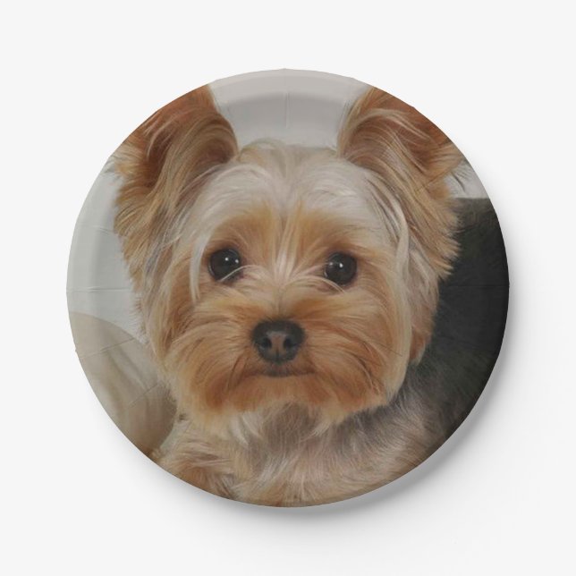 Plato De Papel Gorgeo Yorkshire Terrier (Anverso)
