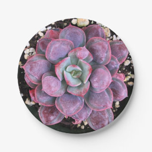 Plato De Papel Gotas de agua púrpuras coloridas de Echeveria