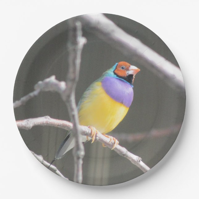 Plato De Papel Gouldian finch (Anverso)