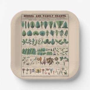 Plato De Papel Gráfico Antiguo de la Escuela Botánica Naturaleza