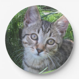 Plato De Papel Gray Tabby Cat