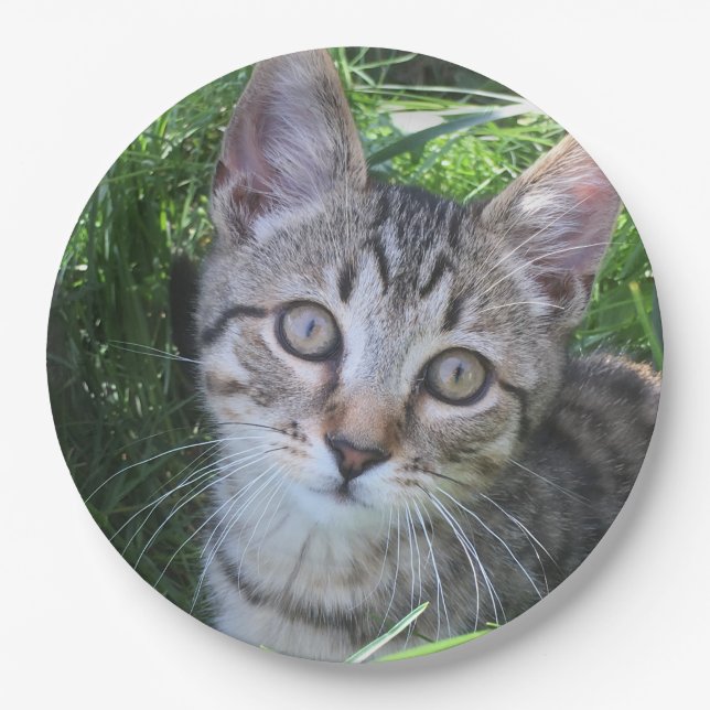 Plato De Papel Gray Tabby Cat (Anverso)
