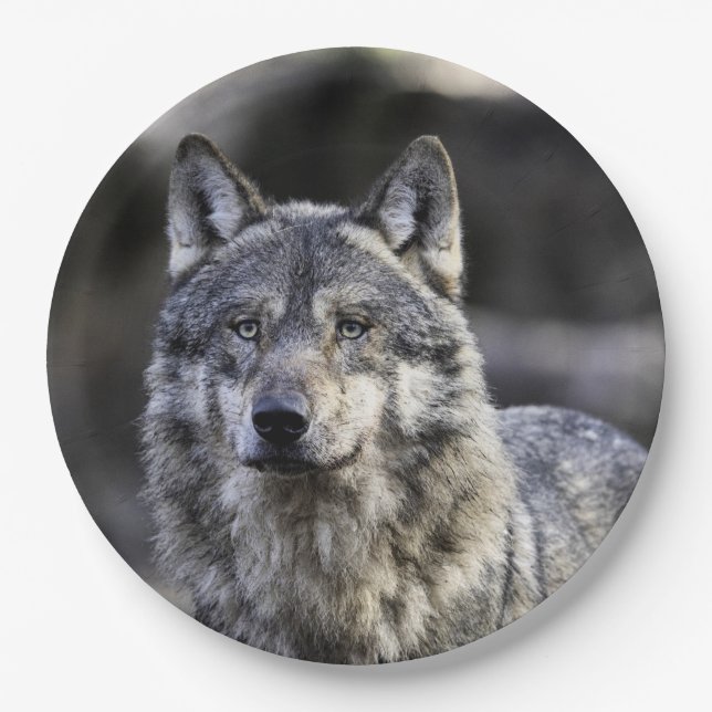 Plato De Papel Gray Wolf (Anverso)
