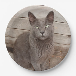 Plato De Papel Gris Cats