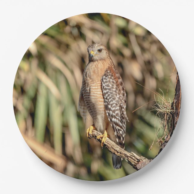 Plato De Papel Halcón rojo con hombro en un árbol (Anverso)