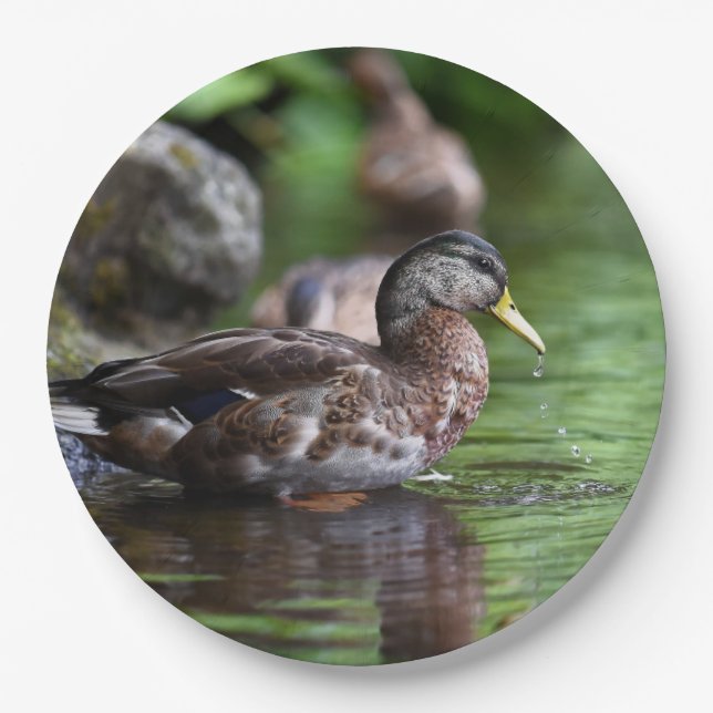 Plato De Papel HAMbyWG - Placa de papel - Pato hermoso (Anverso)