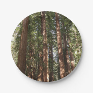 Plato De Papel Hasta Redwoods II en el Monumento Nacional Muir Wo