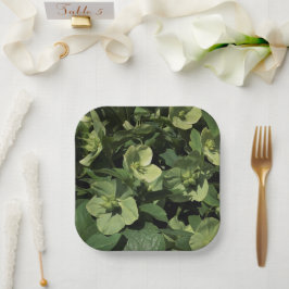 Plato De Papel Hellebore verde
