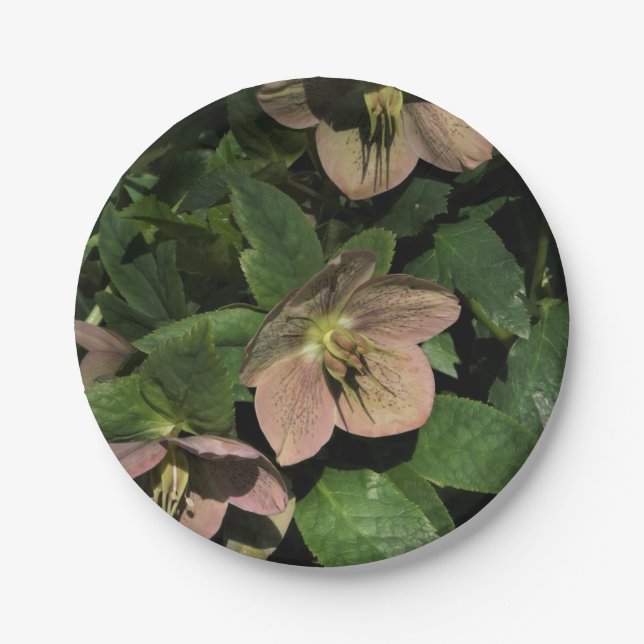 Plato De Papel Helleboro Rosa (Anverso)
