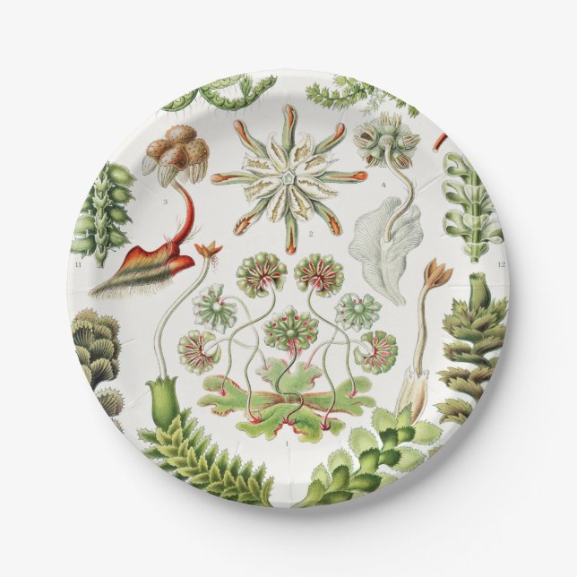 Plato De Papel Hepaticae Lebermoose por Ernst Haeckel (Anverso)