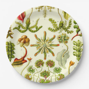 Plato De Papel Hepáticas de Ernst Haeckel