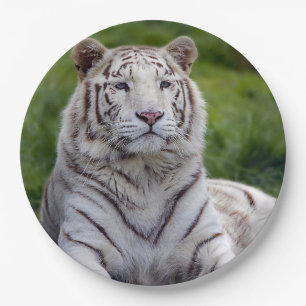Plato De Papel Hermosa foto de tigre blanco