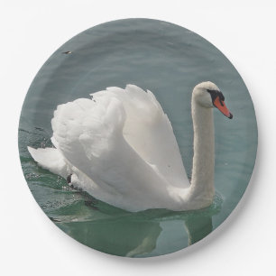 Plato De Papel Hermoso cisne blanco