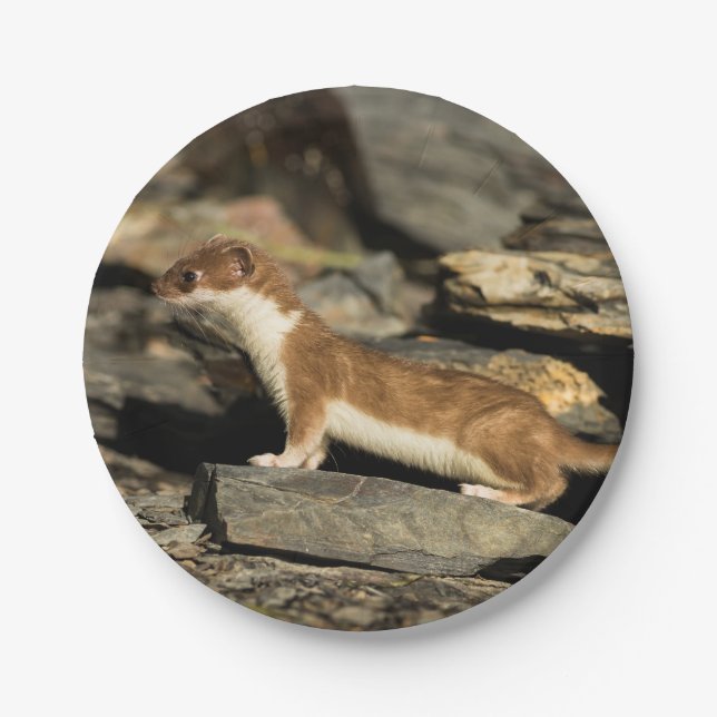 Plato De Papel Hunting Weasel (Anverso)