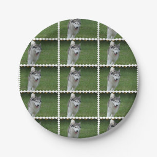 Plato De Papel Husky siberiano lindo