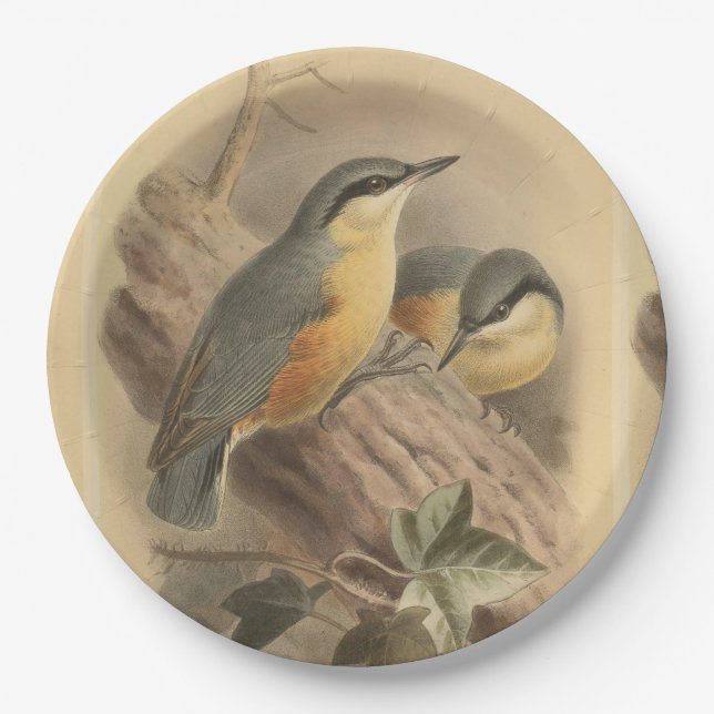 Plato De Papel Ilustracion vintage de Nuthatch (Anverso)
