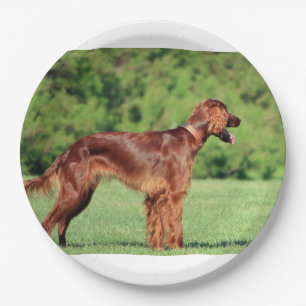 Plato De Papel irish-setter-full 2