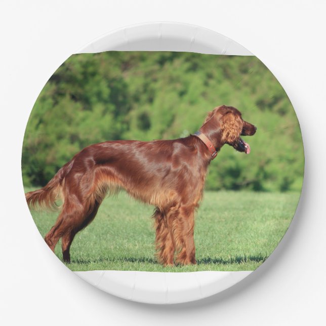 Plato De Papel irish-setter-full 2 (Anverso)
