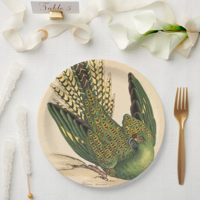 Plato De Papel James Sowerby Ground Parrot, Psittacus terrestres (Boda)