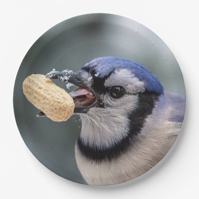 Plato De Papel Judía azul con un maní (Anverso)