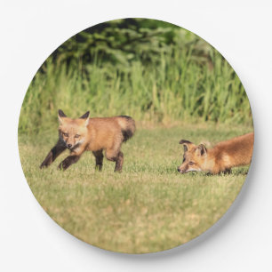 Plato De Papel Juego de Red Fox Kits