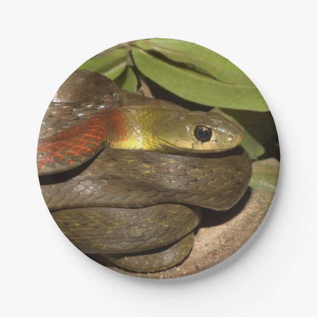 Plato De Papel Keelback de cuello rojo (Anverso)