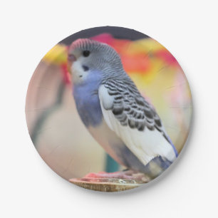 Plato De Papel Keet