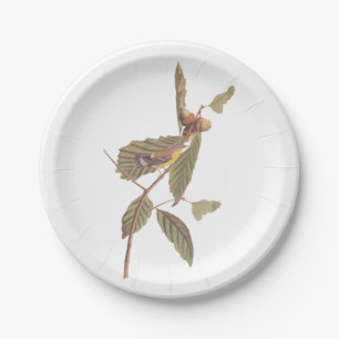 Plato De Papel La guerra de Swainson de Audubon en la rama de rob